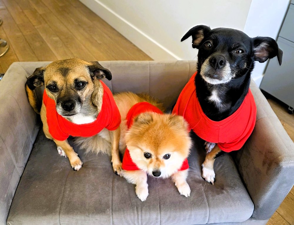 Zoey, Tess and Royce, three dogs in red shirts, sitting together on a grey couch