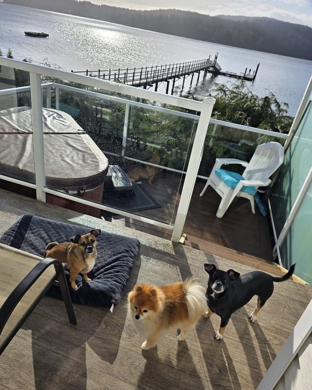 Three dogs on a sunny deck above a long pier and calm water